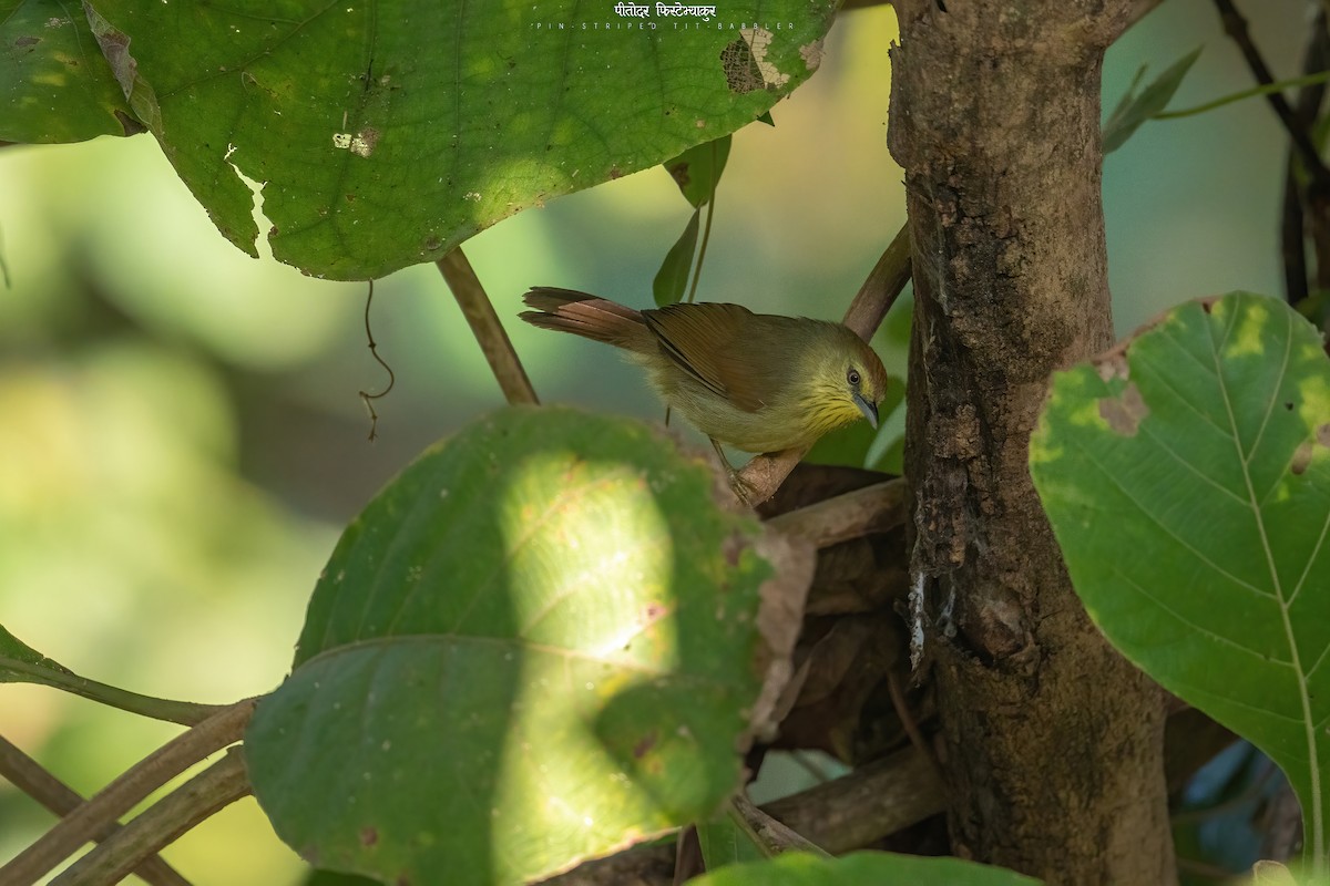 Pin-striped Tit-Babbler - ML515534481