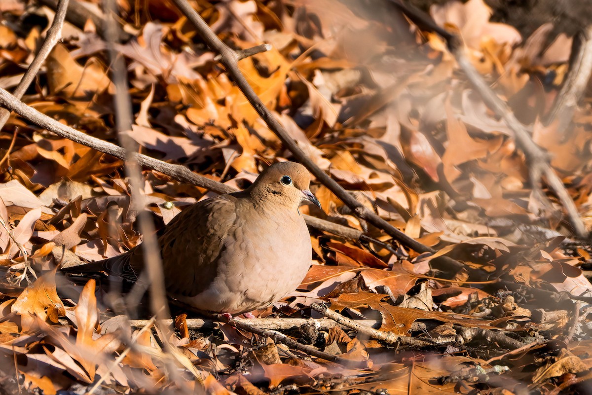 Mourning Dove - ML515534631