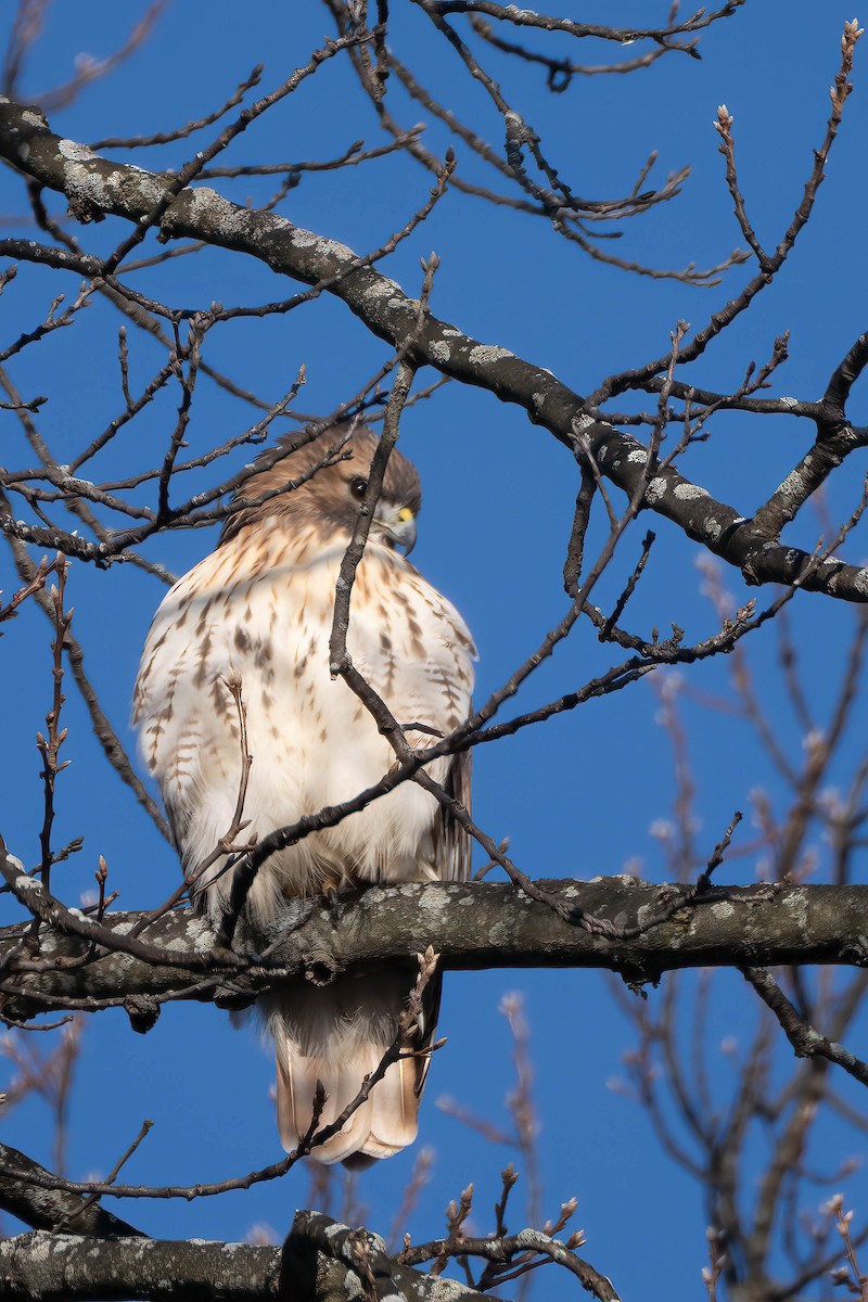 Red-tailed Hawk - Gustino Lanese