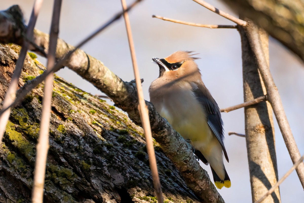 Cedar Waxwing - ML515534701