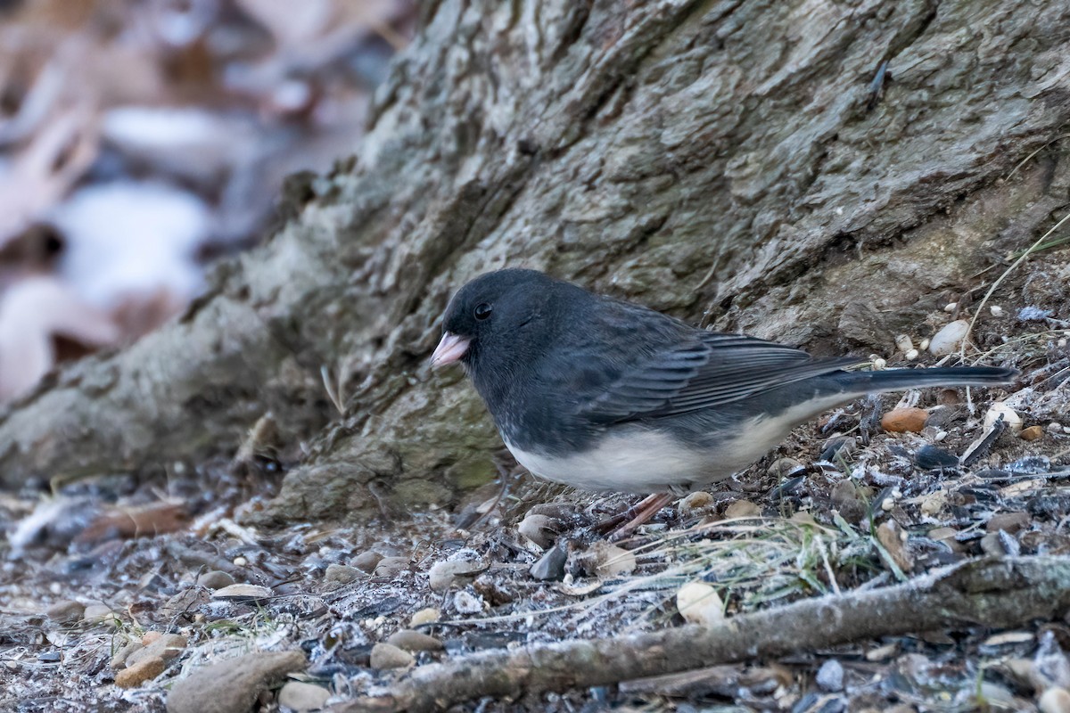 Dark-eyed Junco - Gustino Lanese