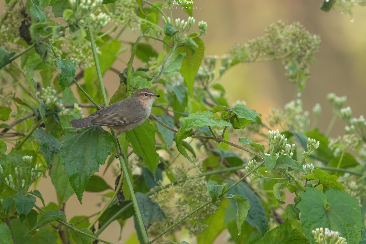 Dusky Warbler - ML515535731