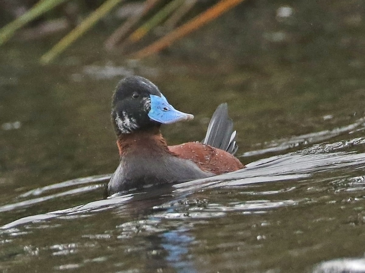 Andean Duck - ML515535931