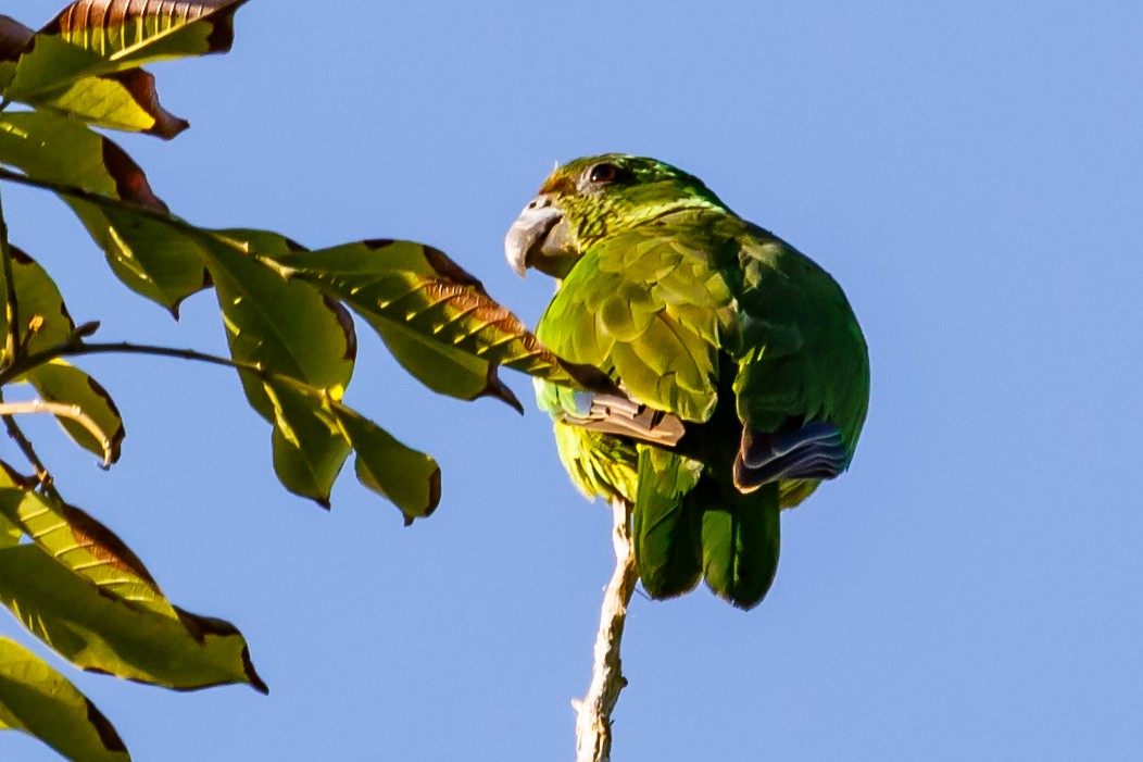 Black-billed Parrot - ML51553661