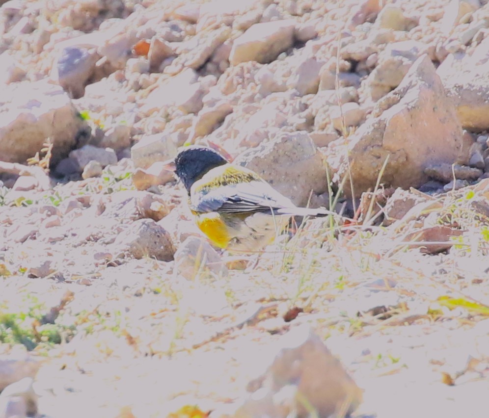 Gray-hooded Sierra Finch - ML515536841