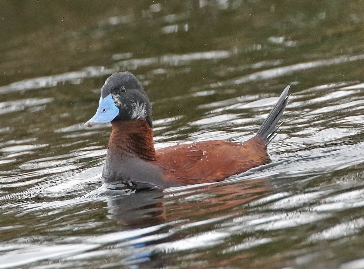 Andean Duck - ML515536901