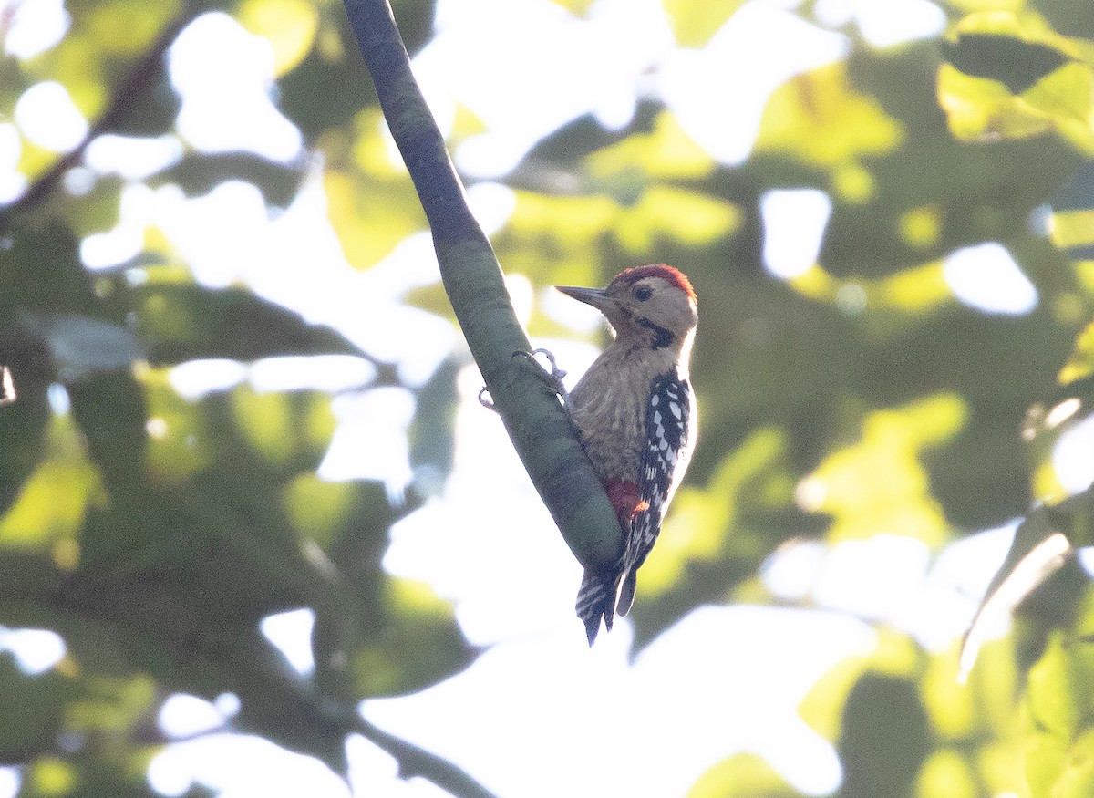 Fulvous-breasted Woodpecker - William Price