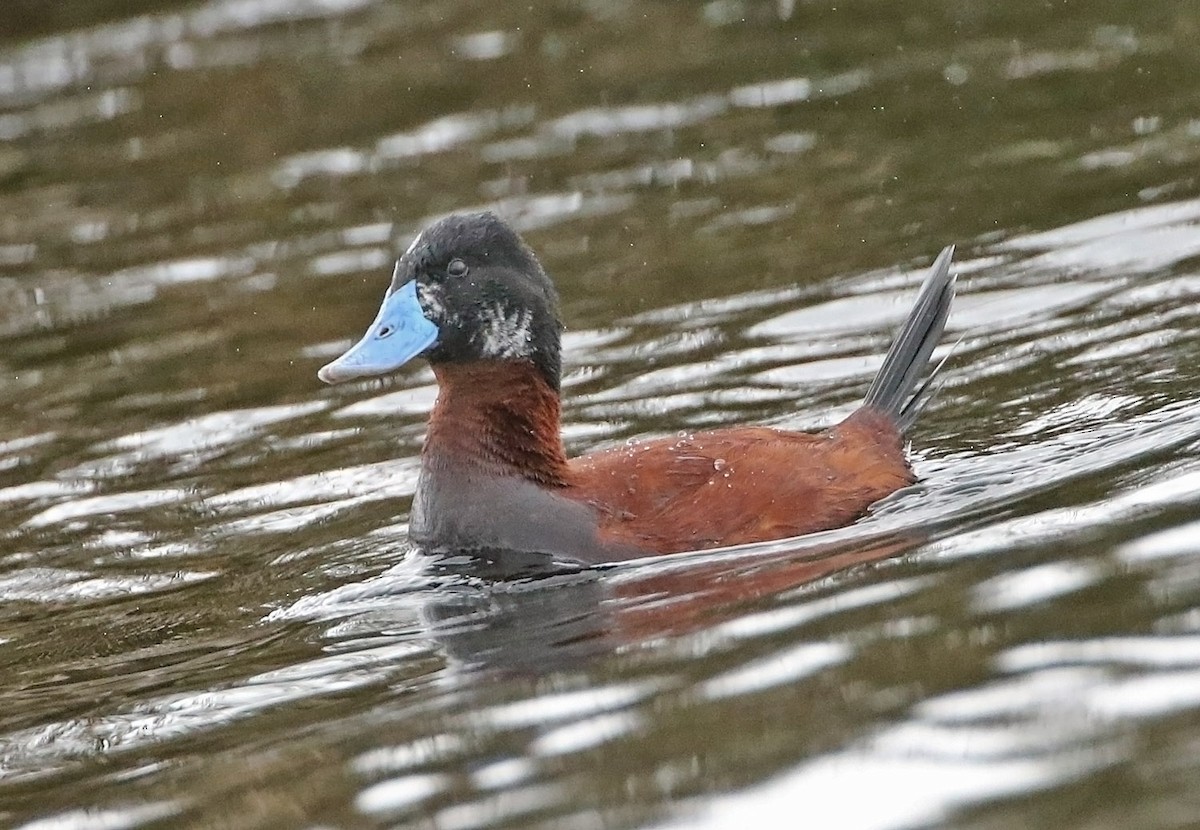 Andean Duck - ML515537691