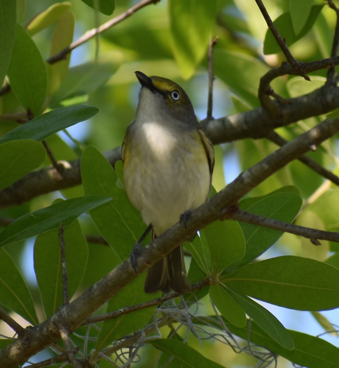 Ak Gözlü Vireo - ML51553801