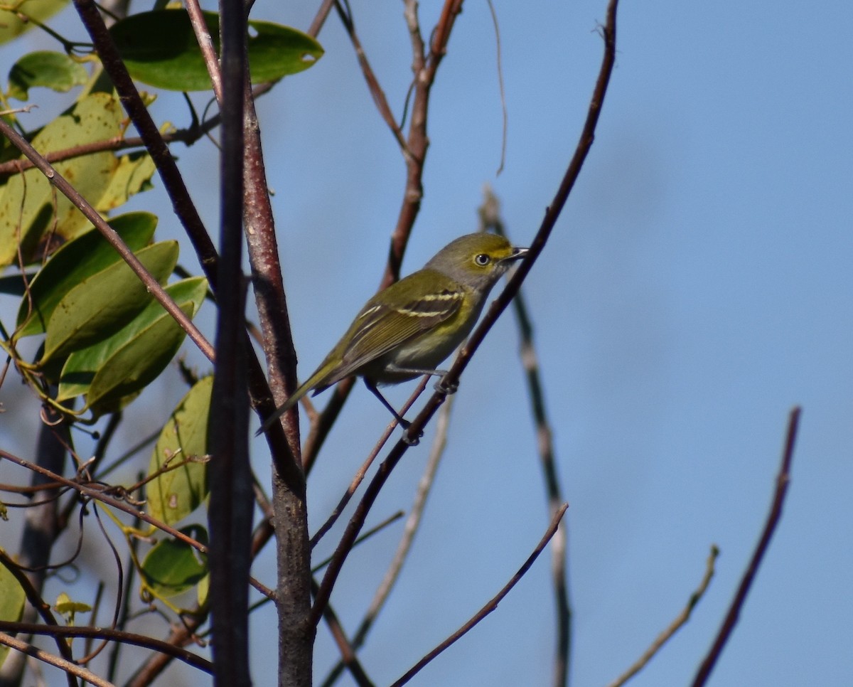 White-eyed Vireo - ML51553811