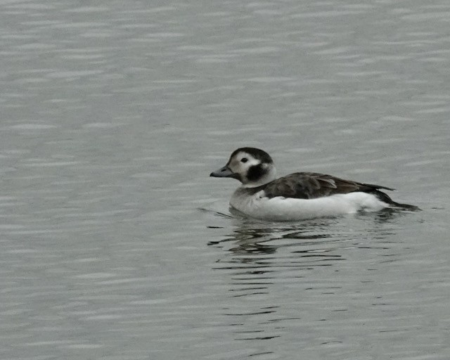 Long-tailed Duck - ML515538291