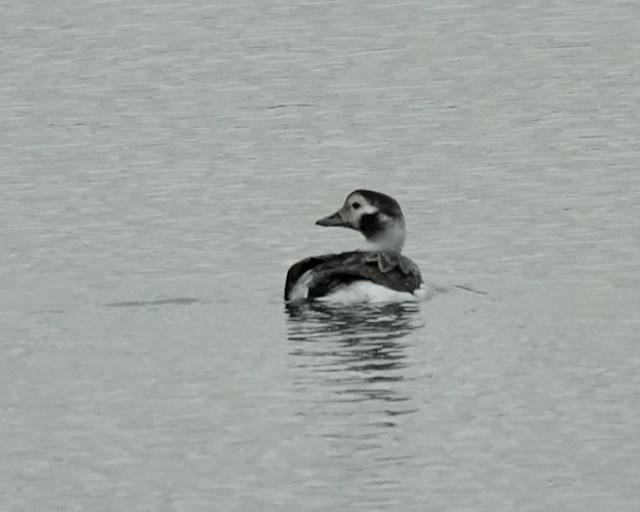Long-tailed Duck - ML515538301