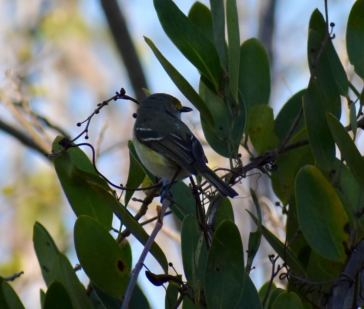 Ak Gözlü Vireo - ML51553831