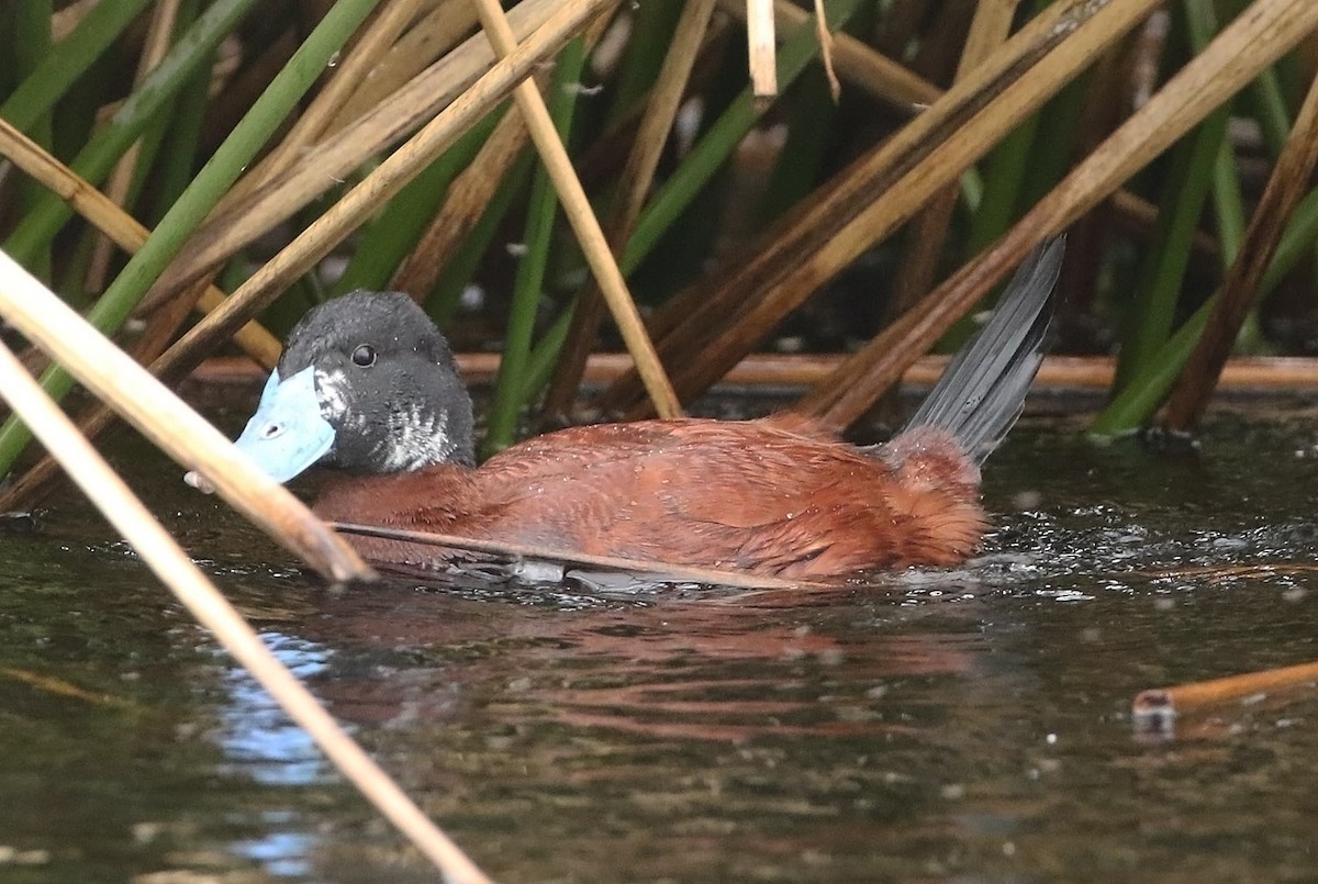 Andean Duck - ML515538391