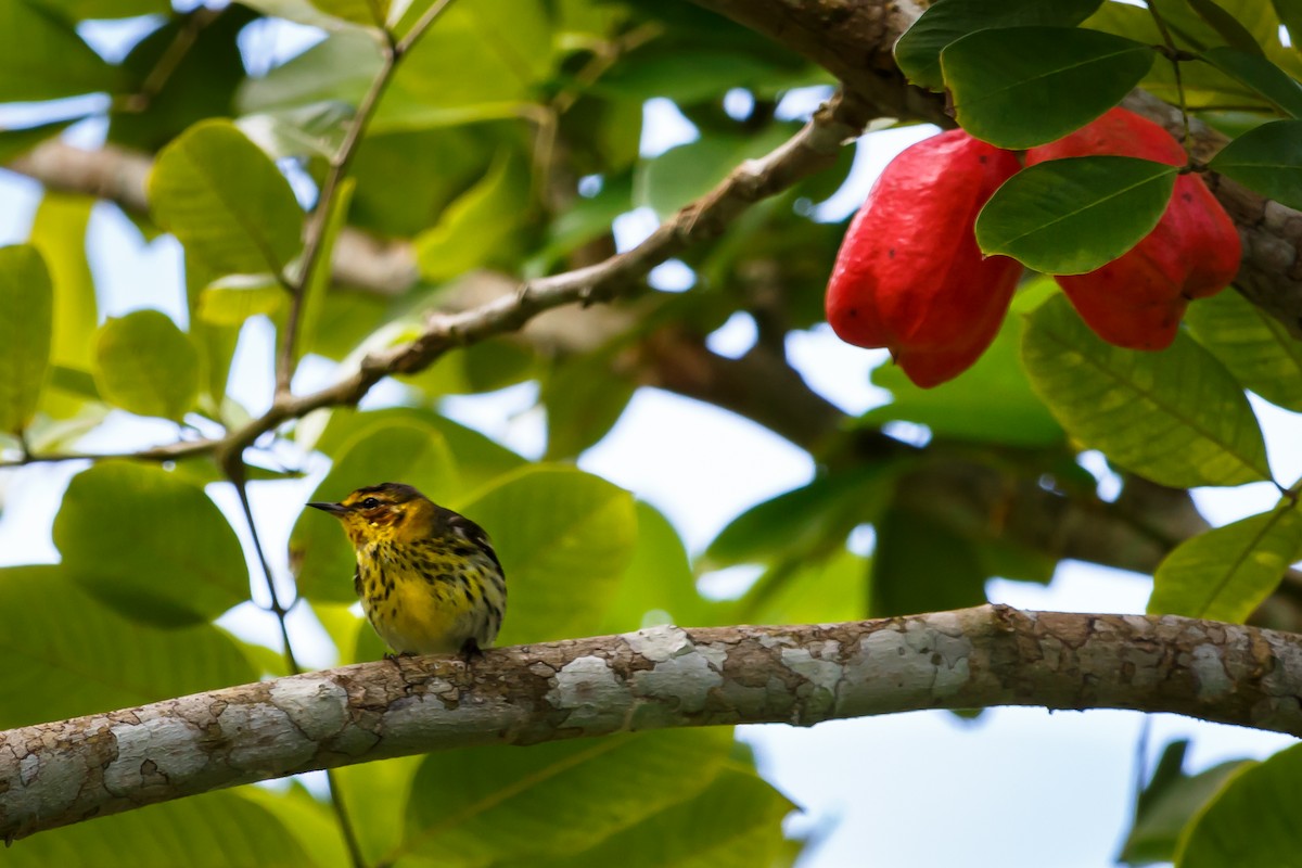 Cape May Warbler - ML51553841