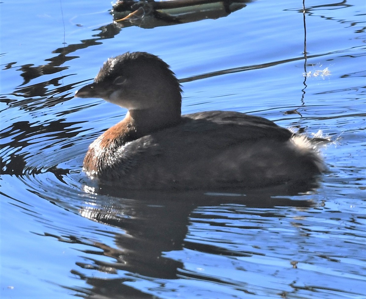 Pied-billed Grebe - ML515538481