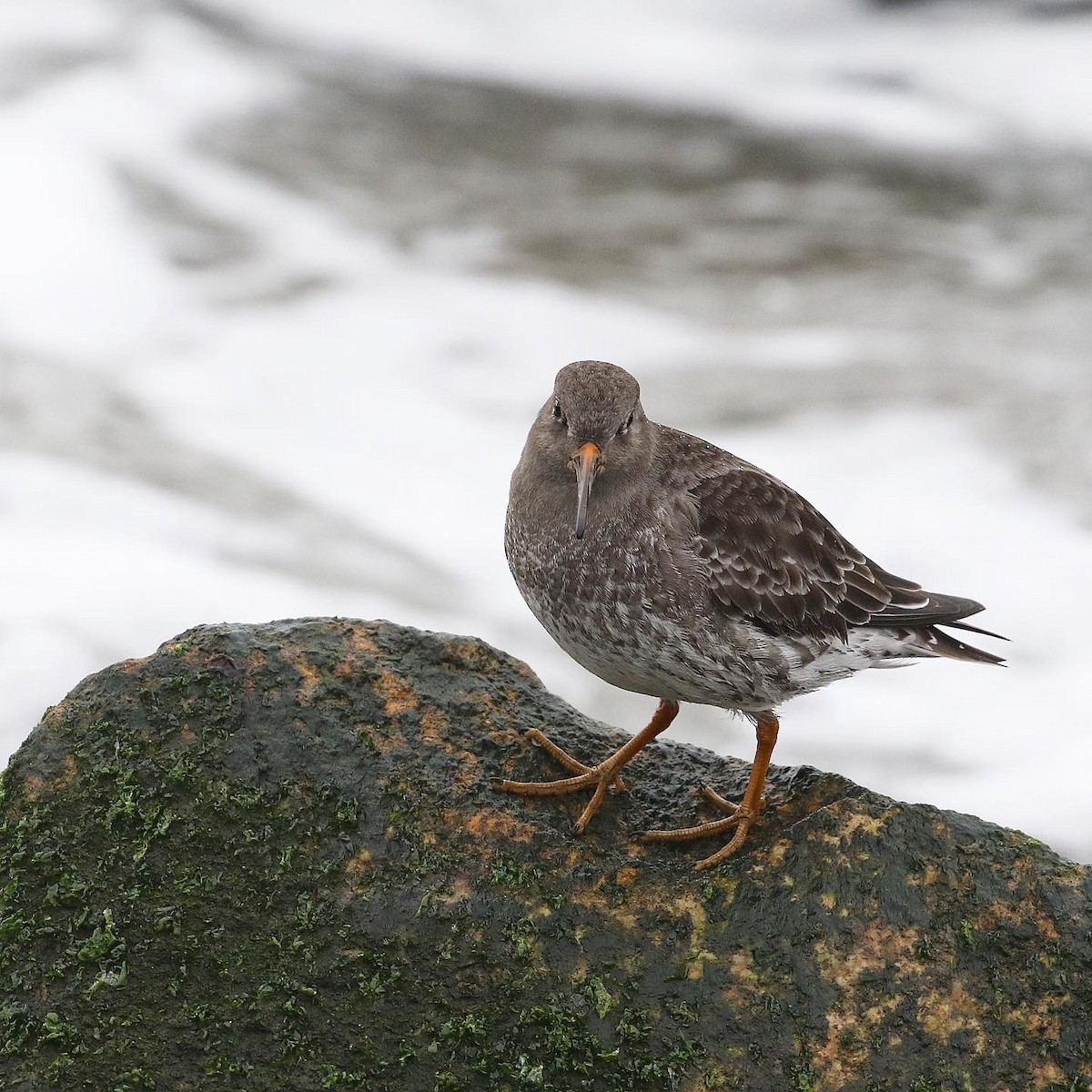 Purple Sandpiper - ML515538681