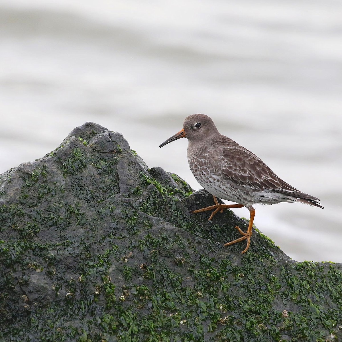 Purple Sandpiper - ML515538691