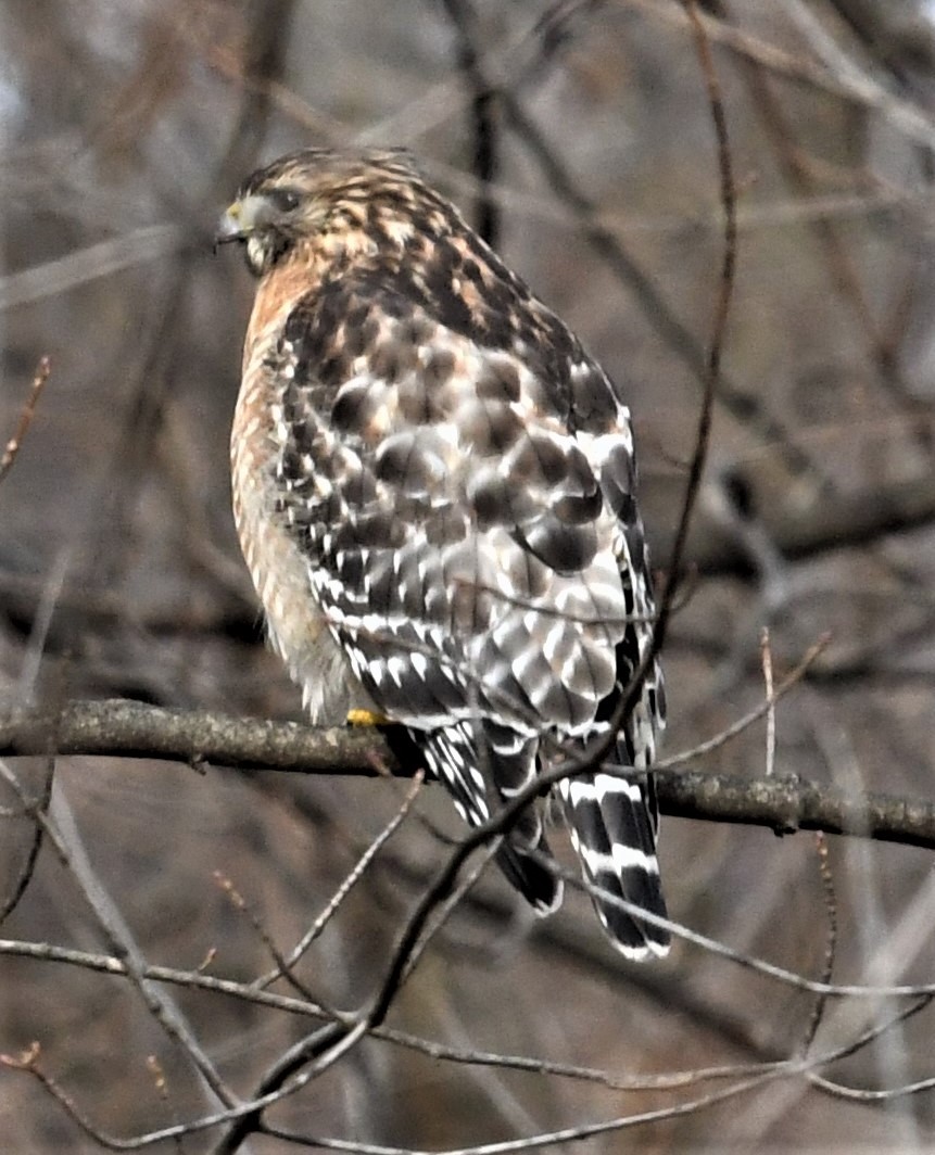 Red-shouldered Hawk - ML515538921