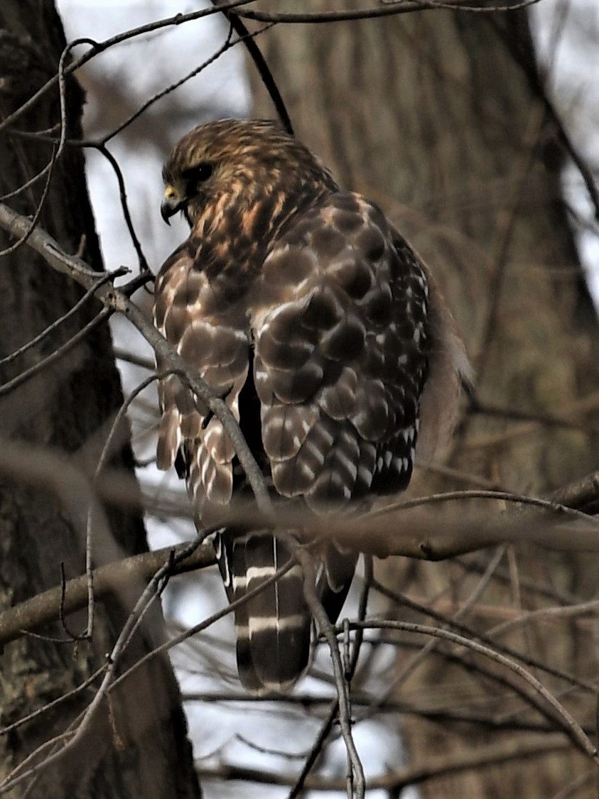 Red-shouldered Hawk - ML515539161