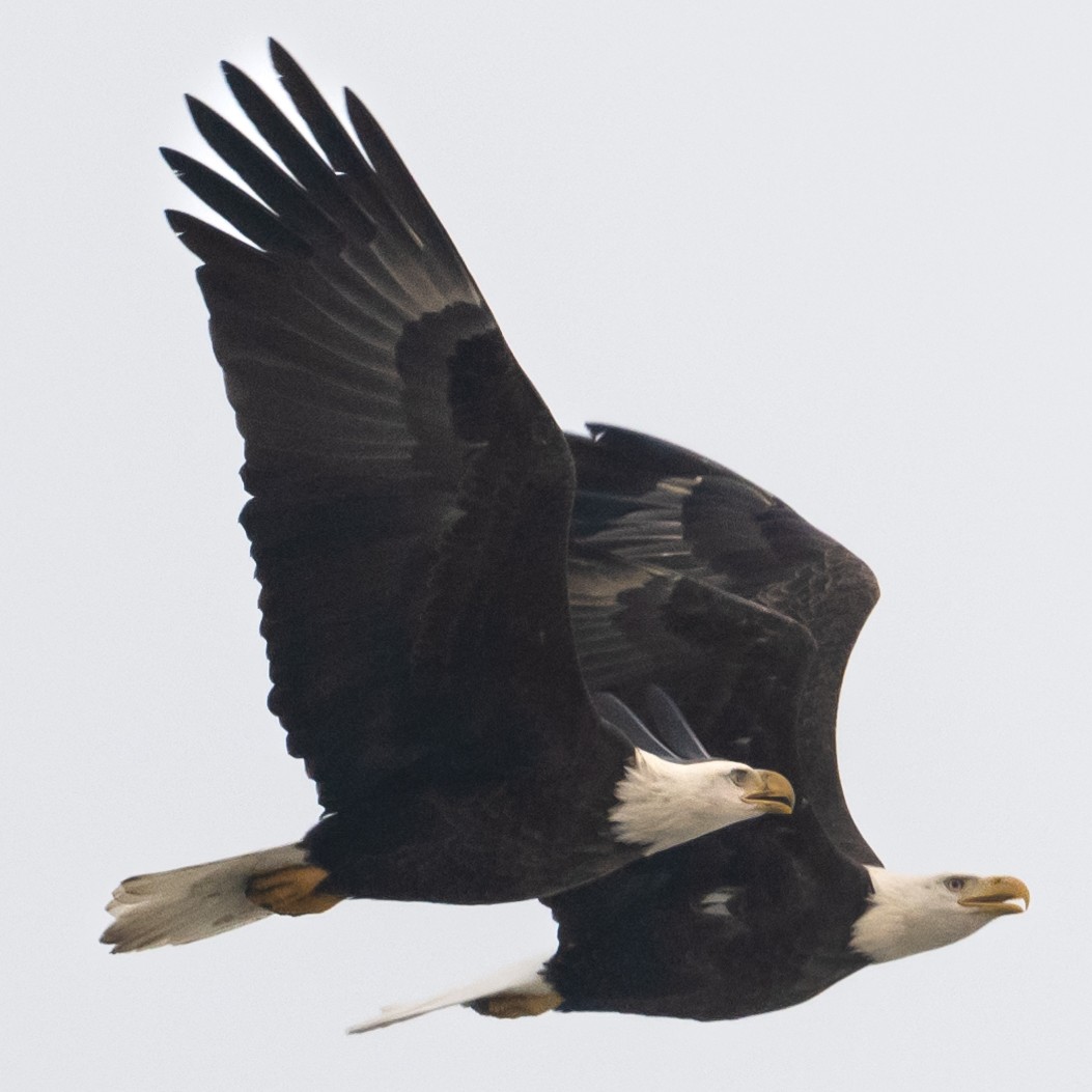 Bald Eagle - ML515539731