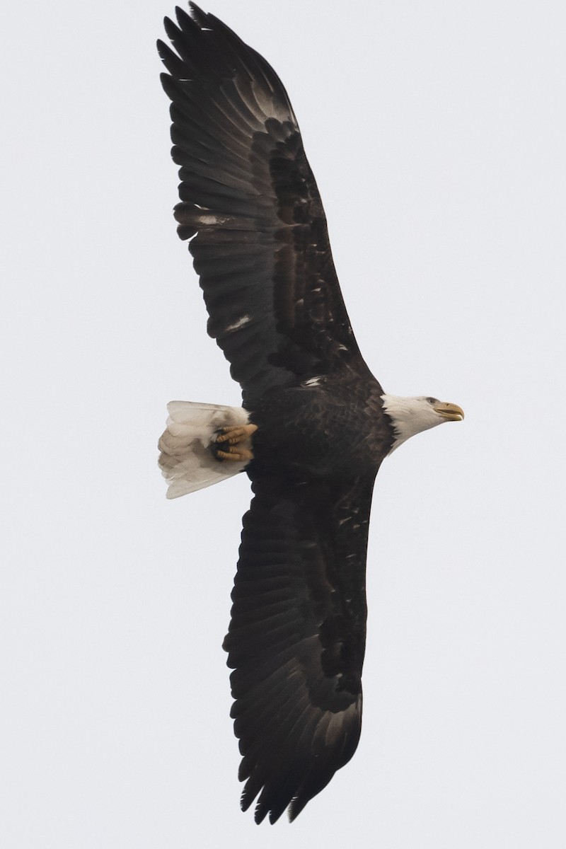 Bald Eagle - ML515539741