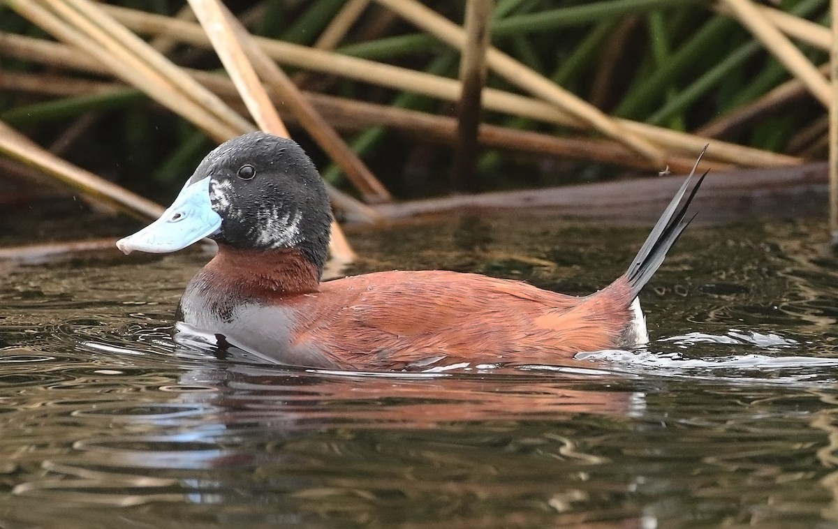 Andean Duck - ML515540151