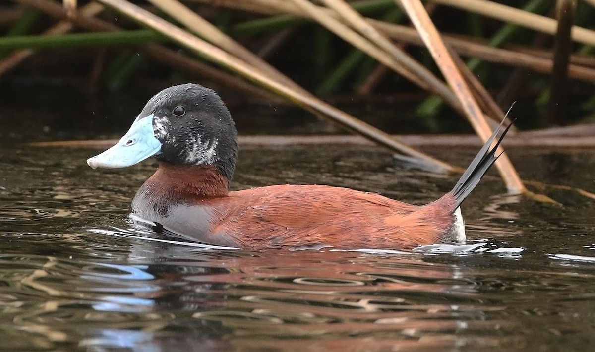 Andean Duck - ML515540171