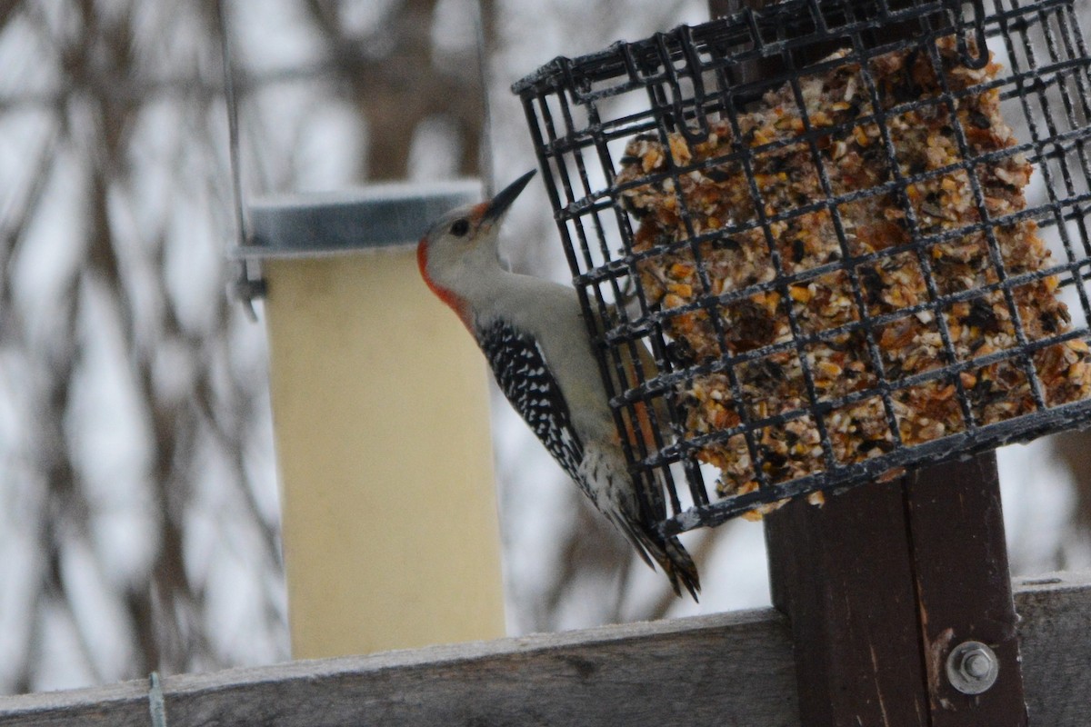 Red-bellied Woodpecker - Steve Mierzykowski
