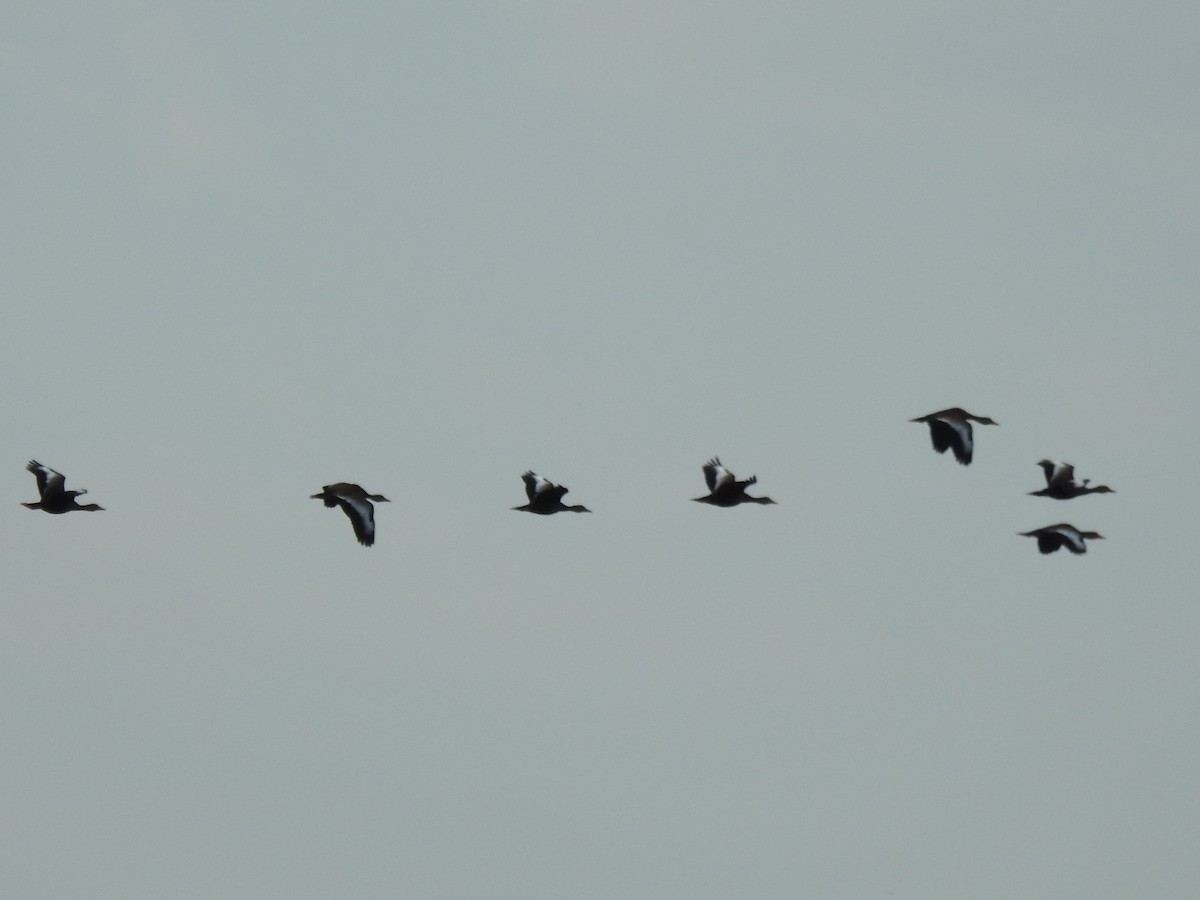 Black-bellied Whistling-Duck - ML515541021