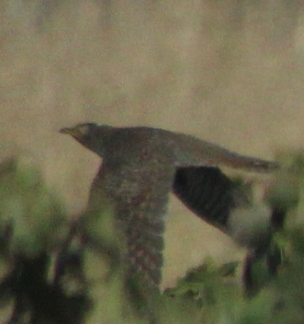 Common Cuckoo - ML515542031