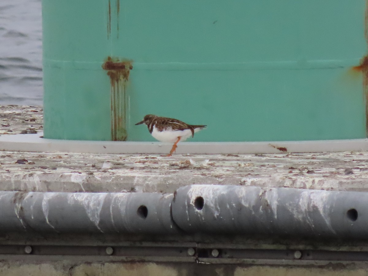 Ruddy Turnstone - ML515542151