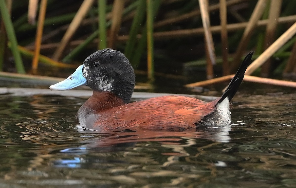 Andean Duck - ML515542271