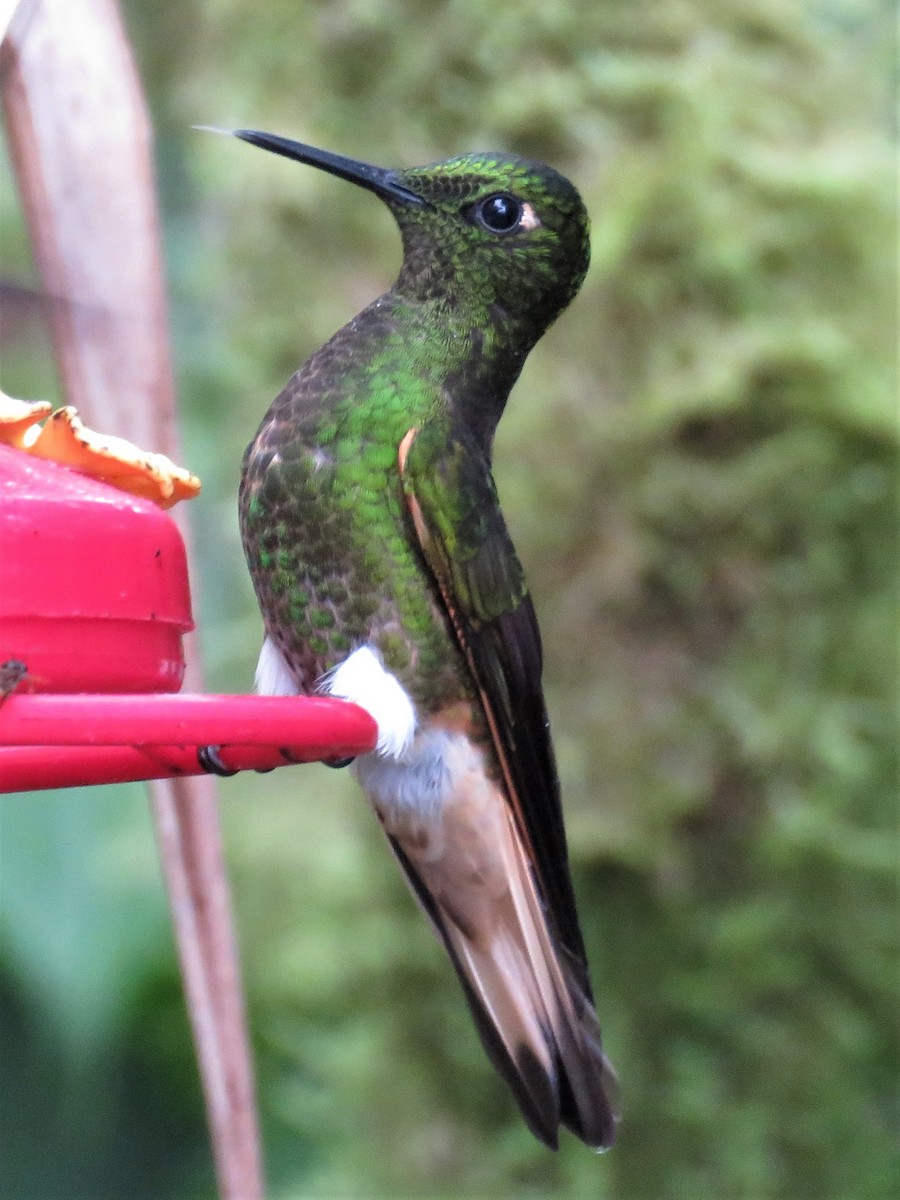 Buff-tailed Coronet - ML515543261