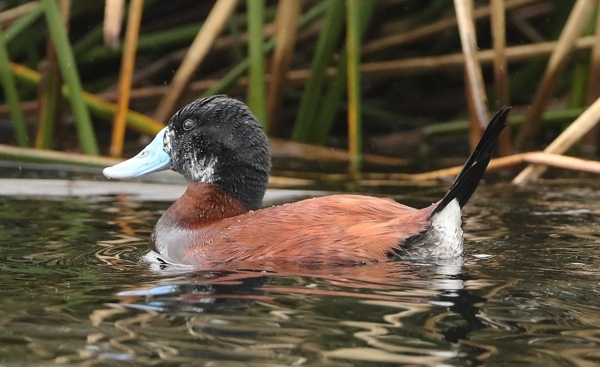 Andean Duck - ML515543571