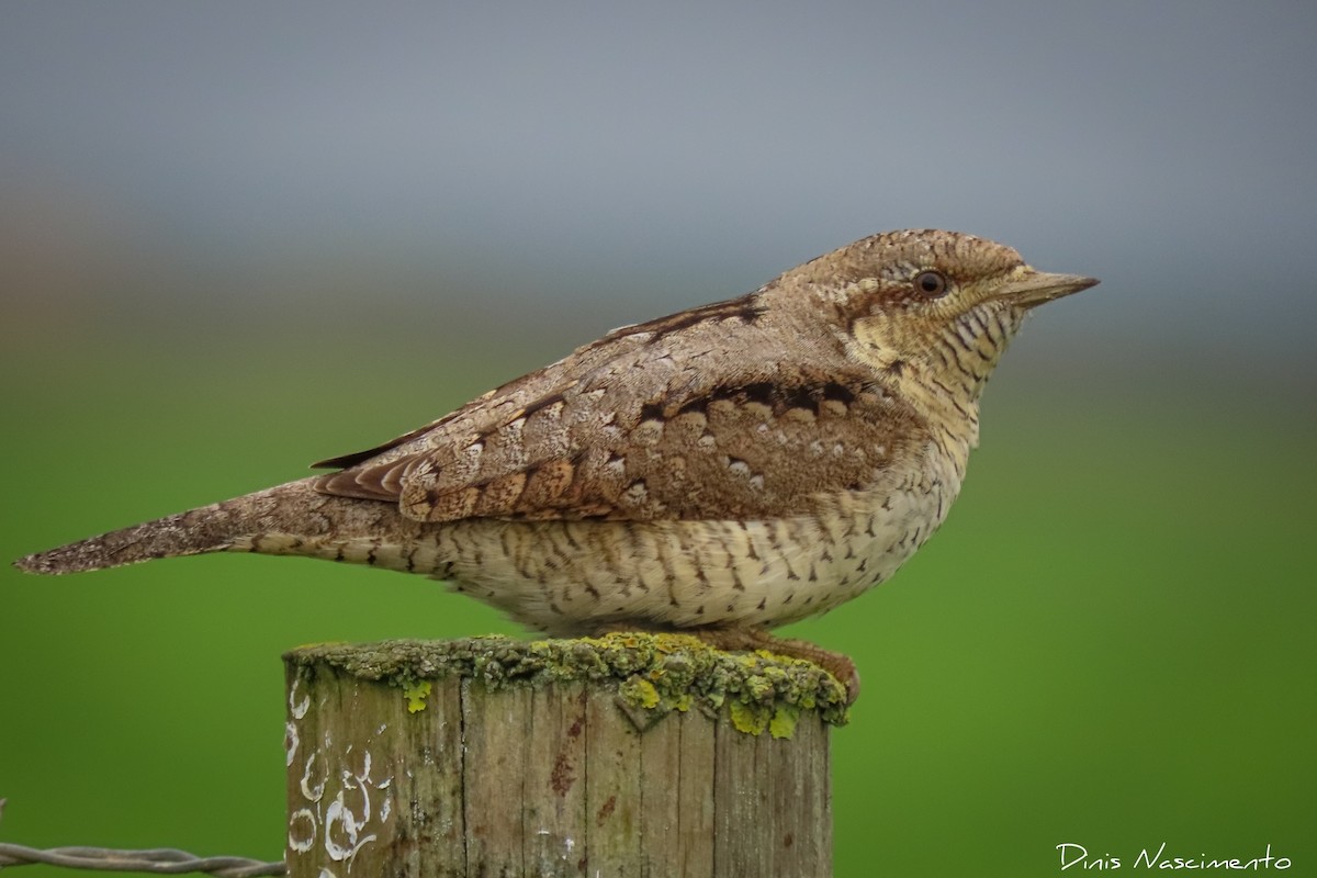 Eurasian Wryneck - ML515543631