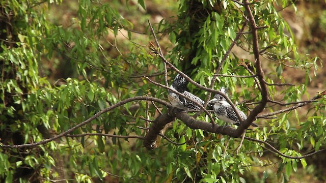 Crested Kingfisher - ML515545