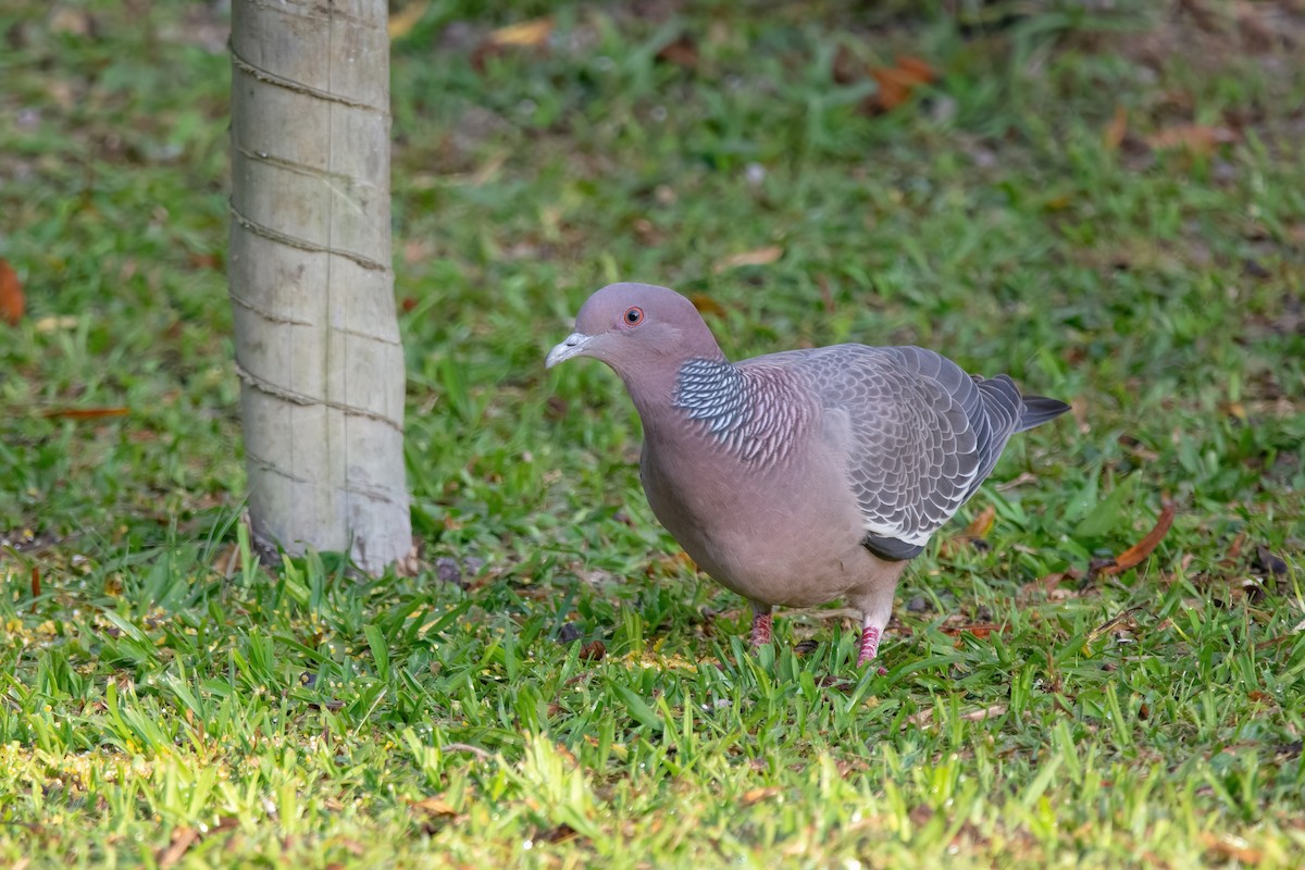 Picazuro Pigeon - Marcos Eugênio Birding Guide