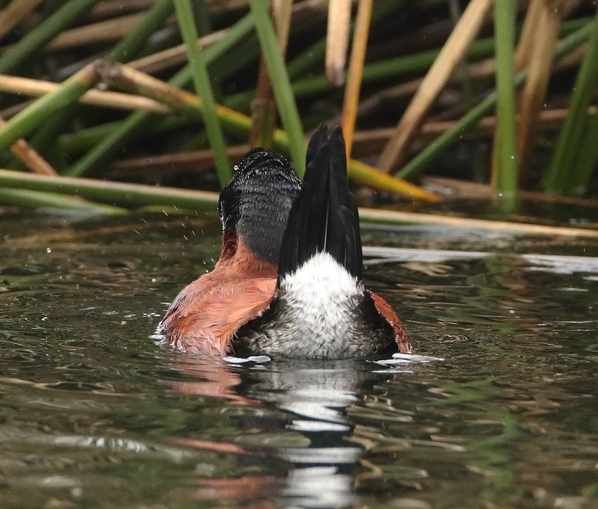 Andean Duck - ML515545401