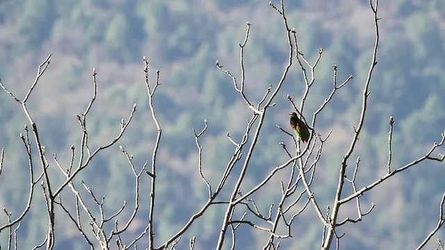 Büyük Barbet - ML515546