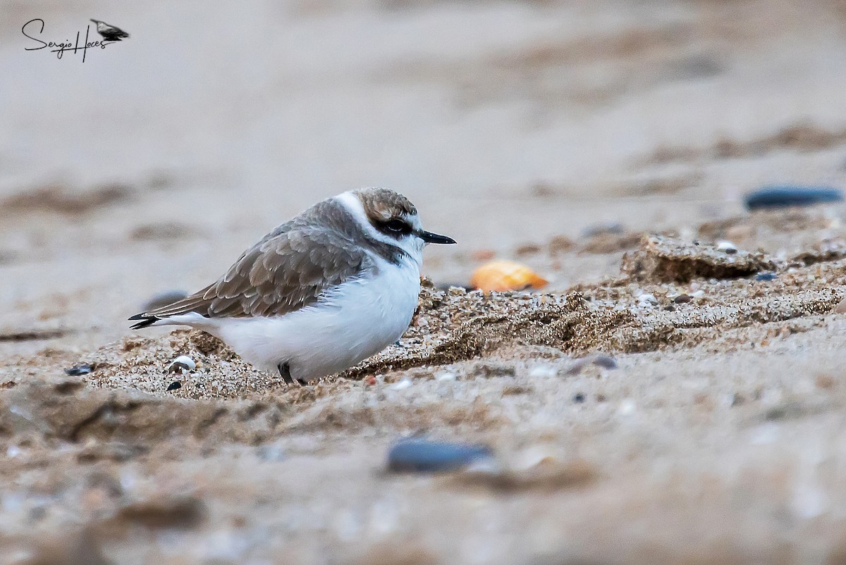 Kentish Plover - ML515546101