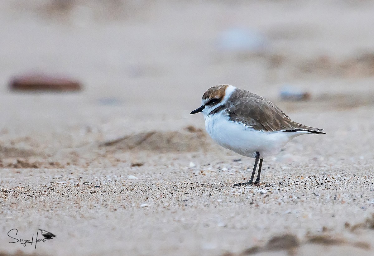 Kentish Plover - ML515546111