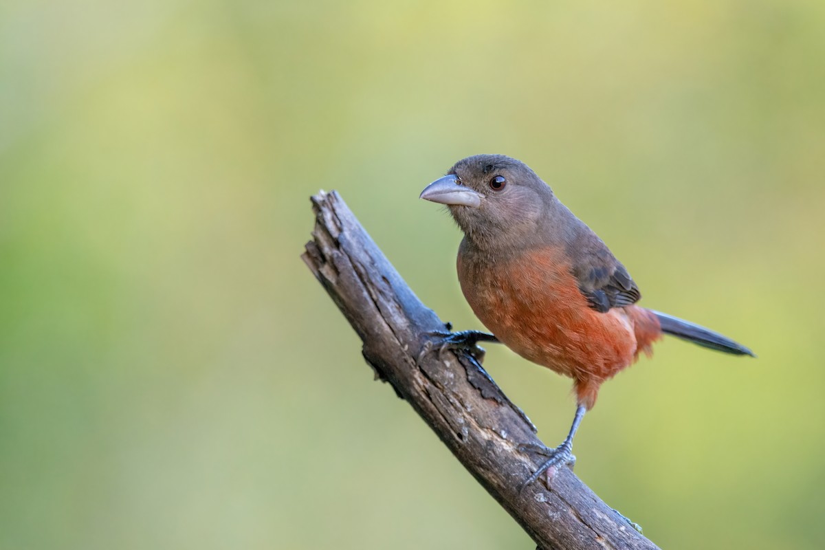 Brazilian Tanager - ML515546131