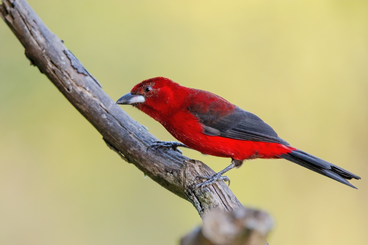 Brazilian Tanager - ML515546141