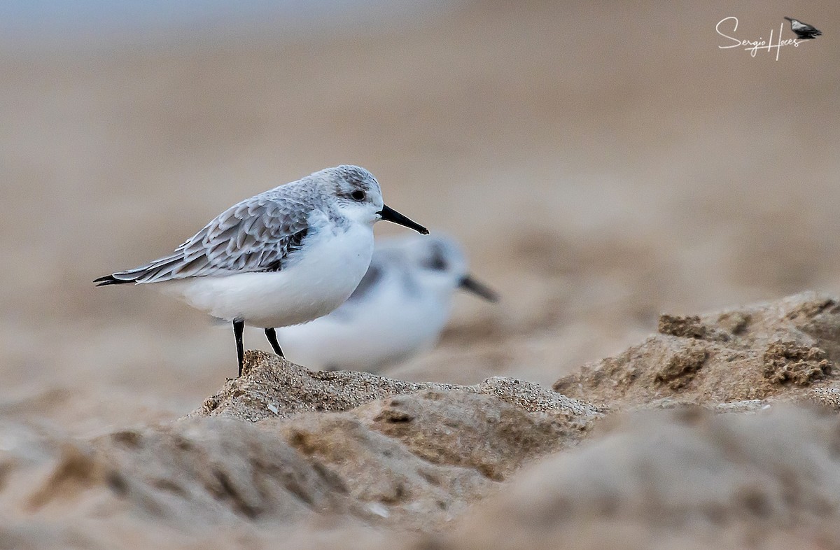 Bécasseau sanderling - ML515546151