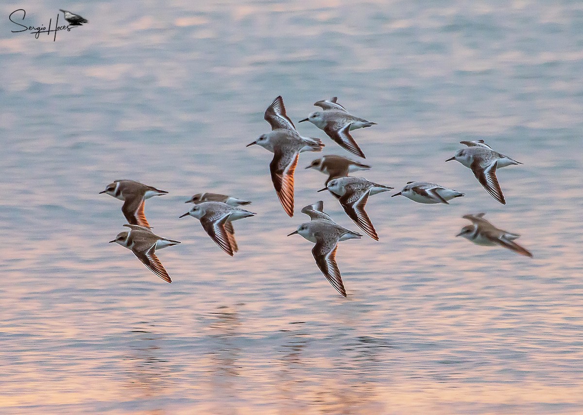 Bécasseau sanderling - ML515546171