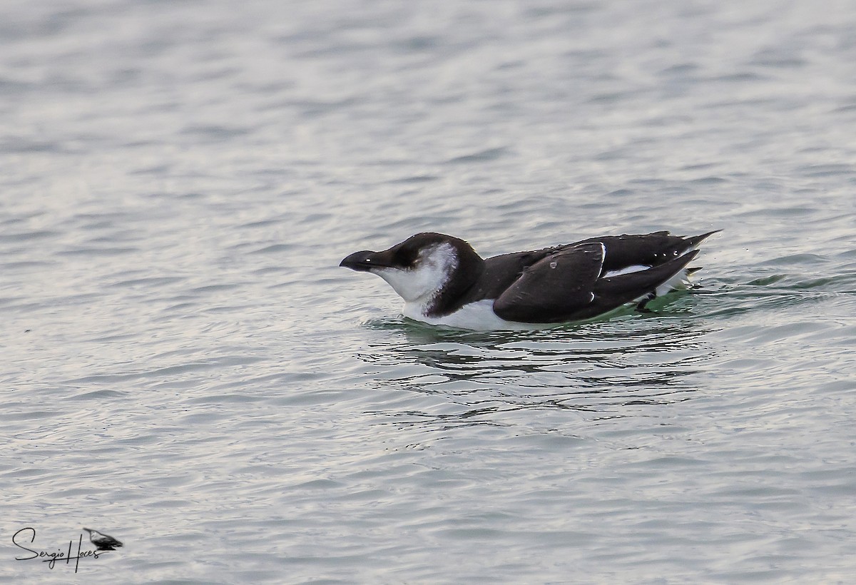 Razorbill - ML515546331