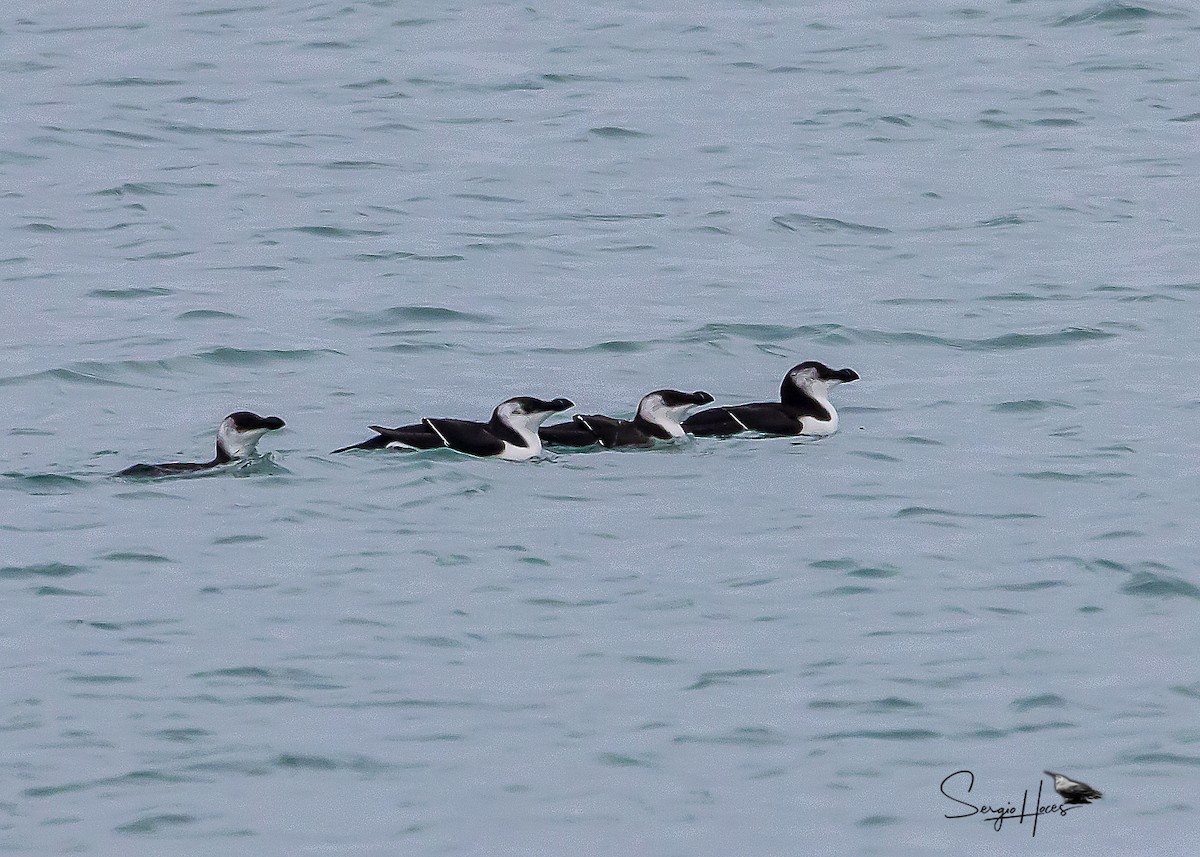 Razorbill - ML515546391