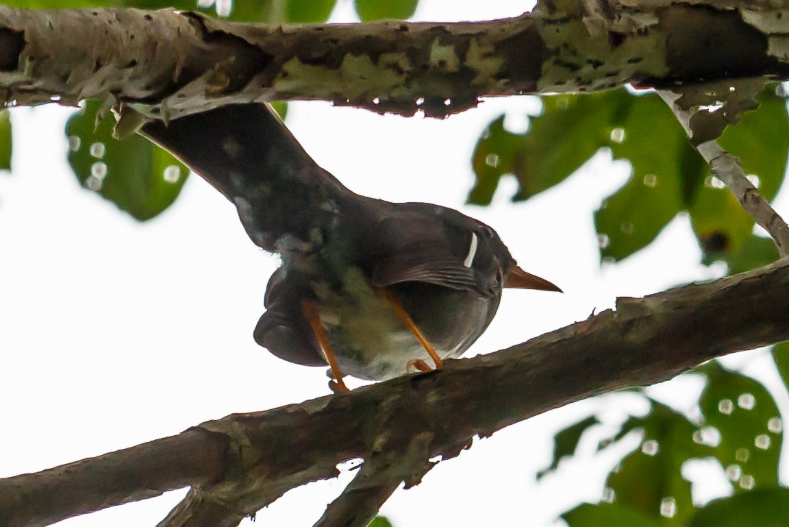 White-chinned Thrush - ML51554691