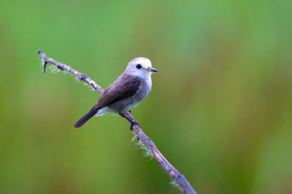 White-headed Marsh Tyrant - ML515547011